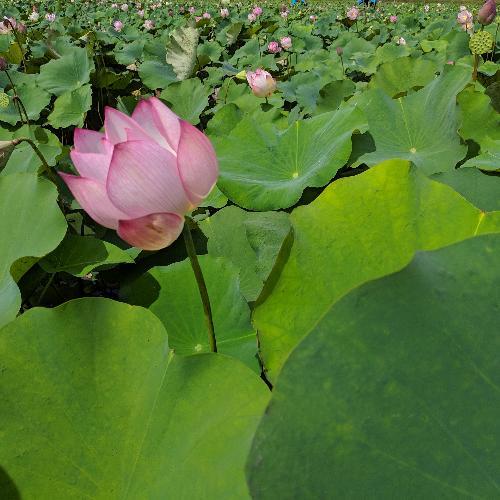 สมาชิกหมายเลข 4218676