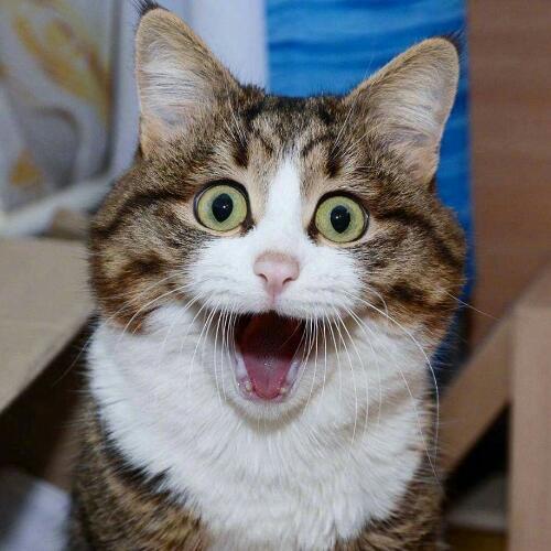 สมาชิกหมายเลข 4976660