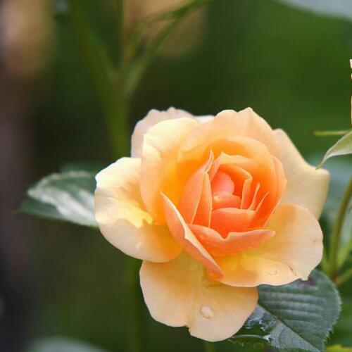 สมาชิกหมายเลข 4957319