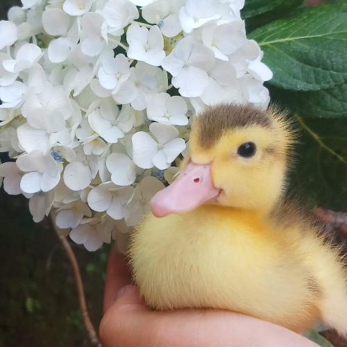 สมาชิกหมายเลข 4518834