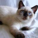 สมาชิกหมายเลข 1438787