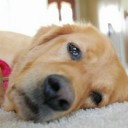 สมาชิกหมายเลข 4085535