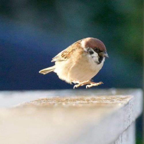 สมาชิกหมายเลข 4863686