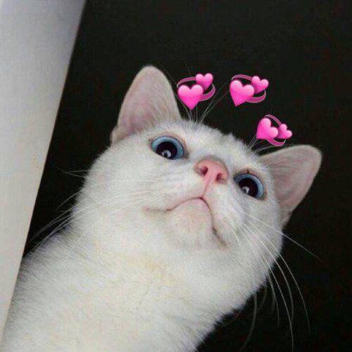 สมาชิกหมายเลข 6410686