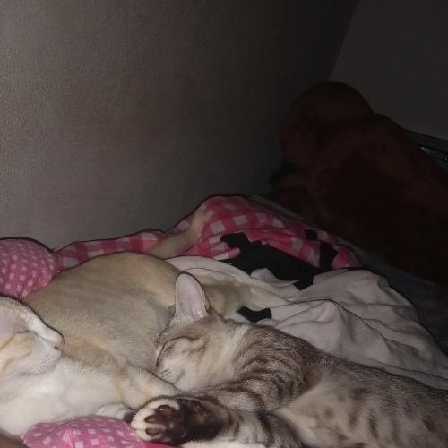 สมาชิกหมายเลข 6465707