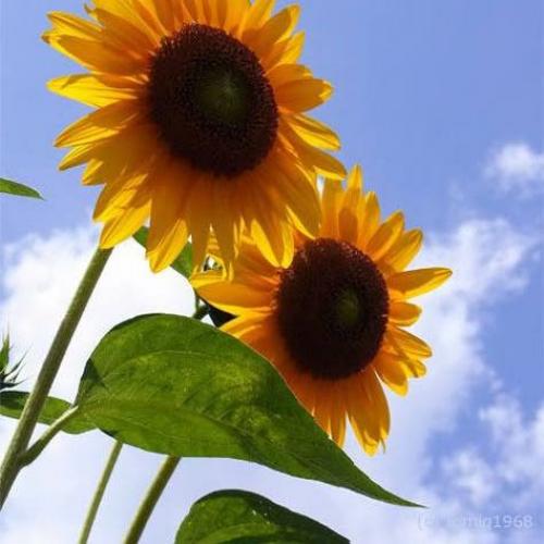 สมาชิกหมายเลข 8991873