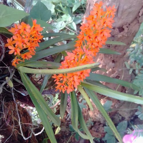 สมาชิกหมายเลข 4597106