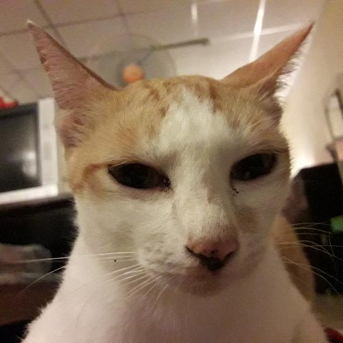 ต้มแซ่บใบมะขาม