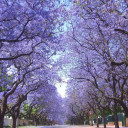 น้องมะขามป้อมปุกปุย