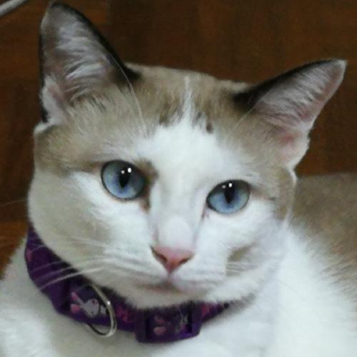 สมาชิกหมายเลข 4796266