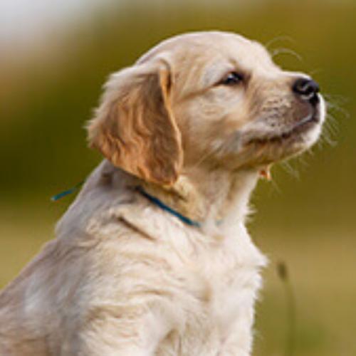 สมาชิกหมายเลข 6461288