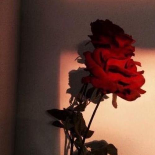 สมาชิกหมายเลข 6466261