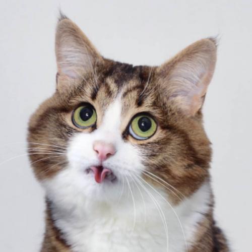 สมาชิกหมายเลข 4203151