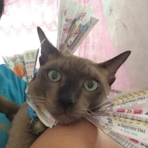 สมาชิกหมายเลข 2148890