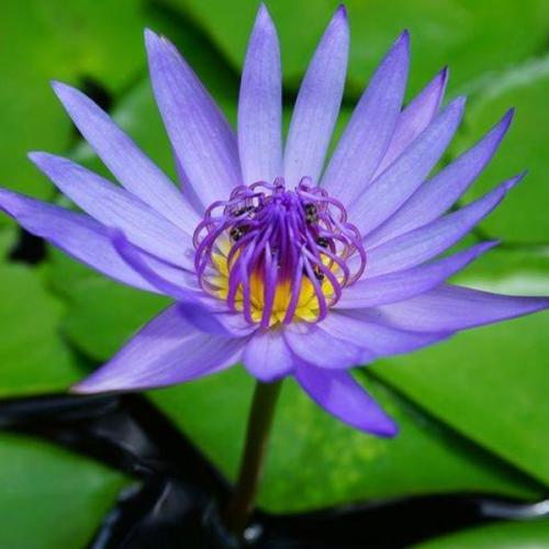 สมาชิกหมายเลข 8994726