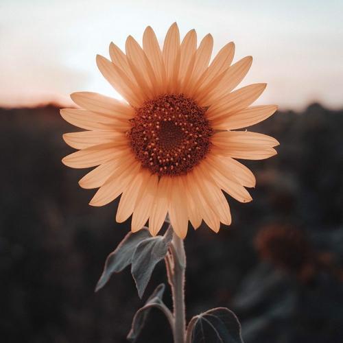 สมาชิกหมายเลข 4978839