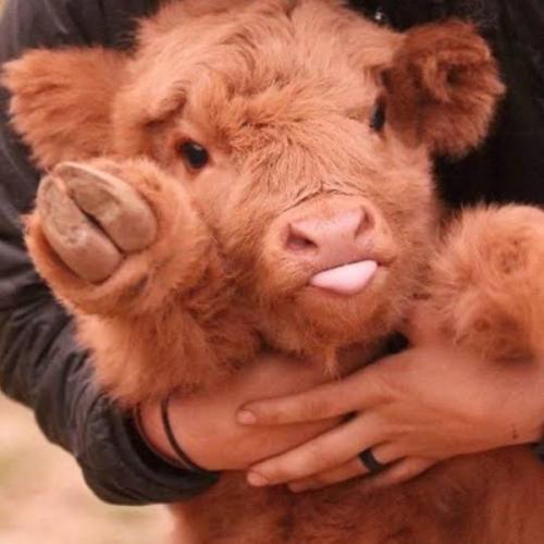 สมาชิกหมายเลข 4055538