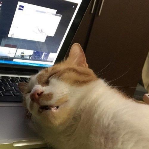 สมาชิกหมายเลข 5195394