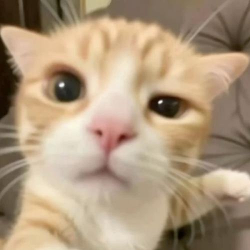 สมาชิกหมายเลข 4156030