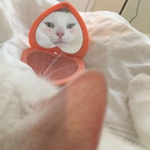 สมาชิกหมายเลข 4264267