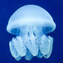 สมาชิกหมายเลข 4622363