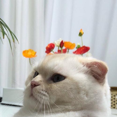 สมาชิกหมายเลข 4979393