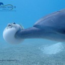 สมาชิกหมายเลข 3241068