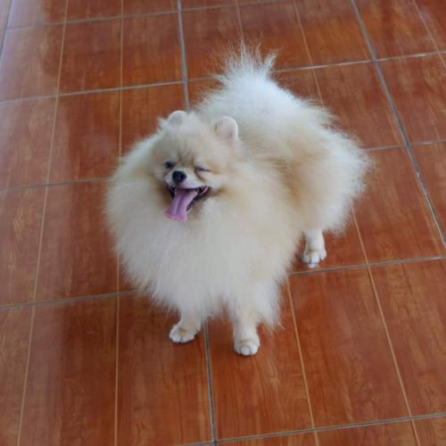 สมาชิกหมายเลข 5372611