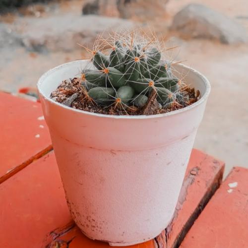 สมาชิกหมายเลข 4578714