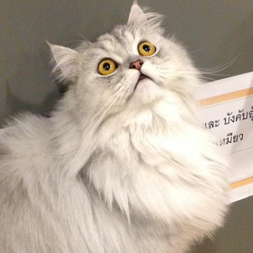 สมาชิกหมายเลข 5868178