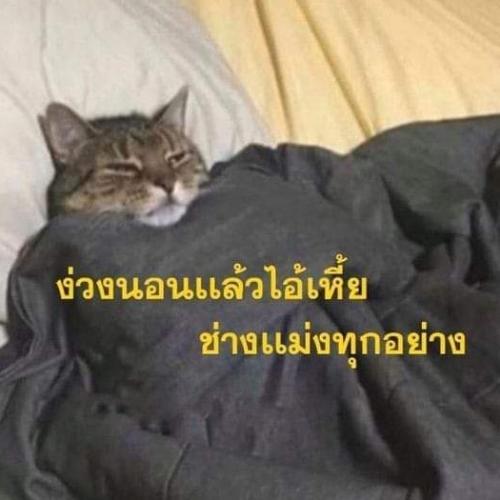 สมาชิกหมายเลข 5367841