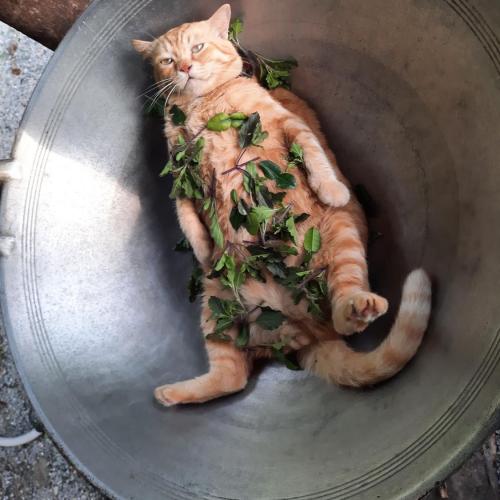 สมาชิกหมายเลข 6462445