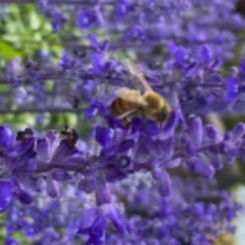 สมาชิกหมายเลข 7971259