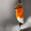 สมาชิกหมายเลข 3769212