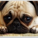 สมาชิกหมายเลข 4232971