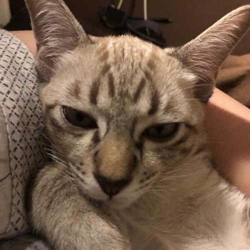 สมาชิกหมายเลข 1303585