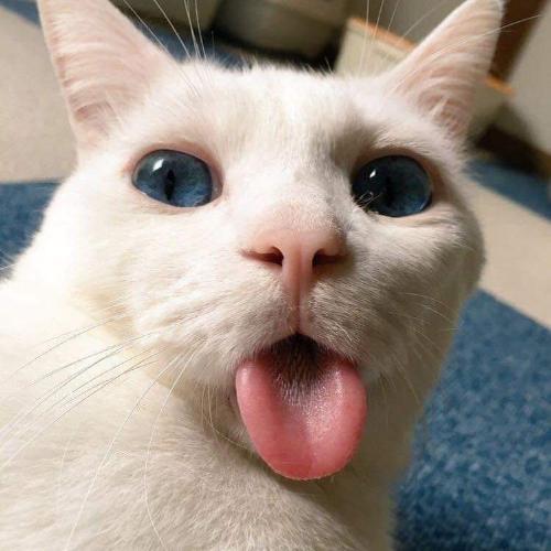 สมาชิกหมายเลข 3206926