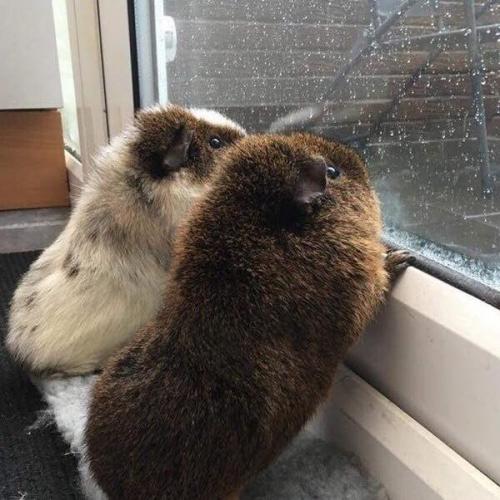 สมาชิกหมายเลข 4623870