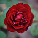 สมาชิกหมายเลข 4351863