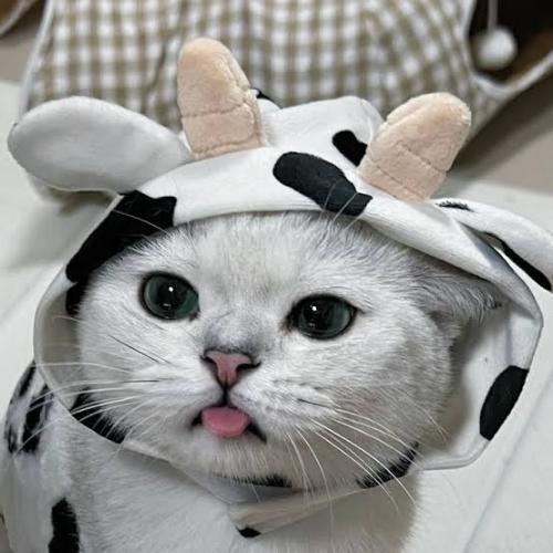 สมาชิกหมายเลข 7174740