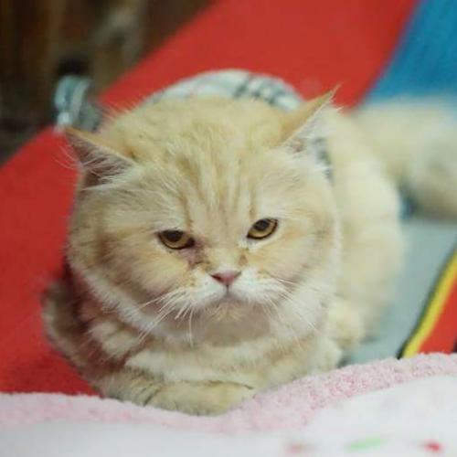 สมาชิกหมายเลข 4624177