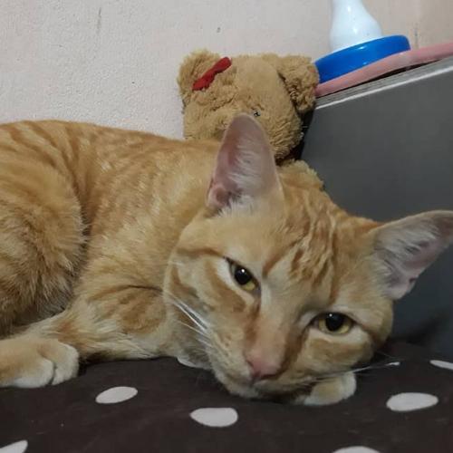 สมาชิกหมายเลข 4981217