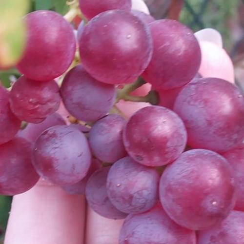 สมาชิกหมายเลข 1837922