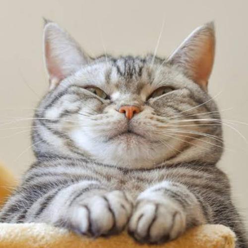 สมาชิกหมายเลข 7174600