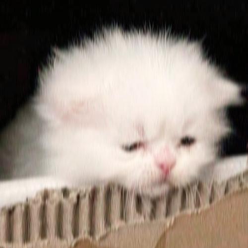 สมาชิกหมายเลข 8867022