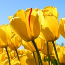 สมาชิกหมายเลข 3770579