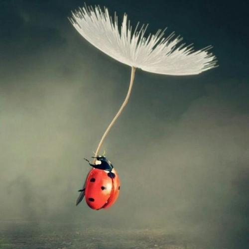 สมาชิกหมายเลข 6143566