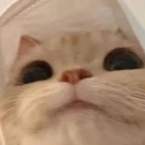 สมาชิกหมายเลข 5313052