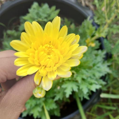 สมาชิกหมายเลข 4624870