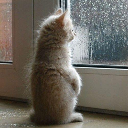 สมาชิกหมายเลข 4982183